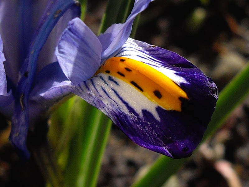 Iris reticulata 'Gordon''